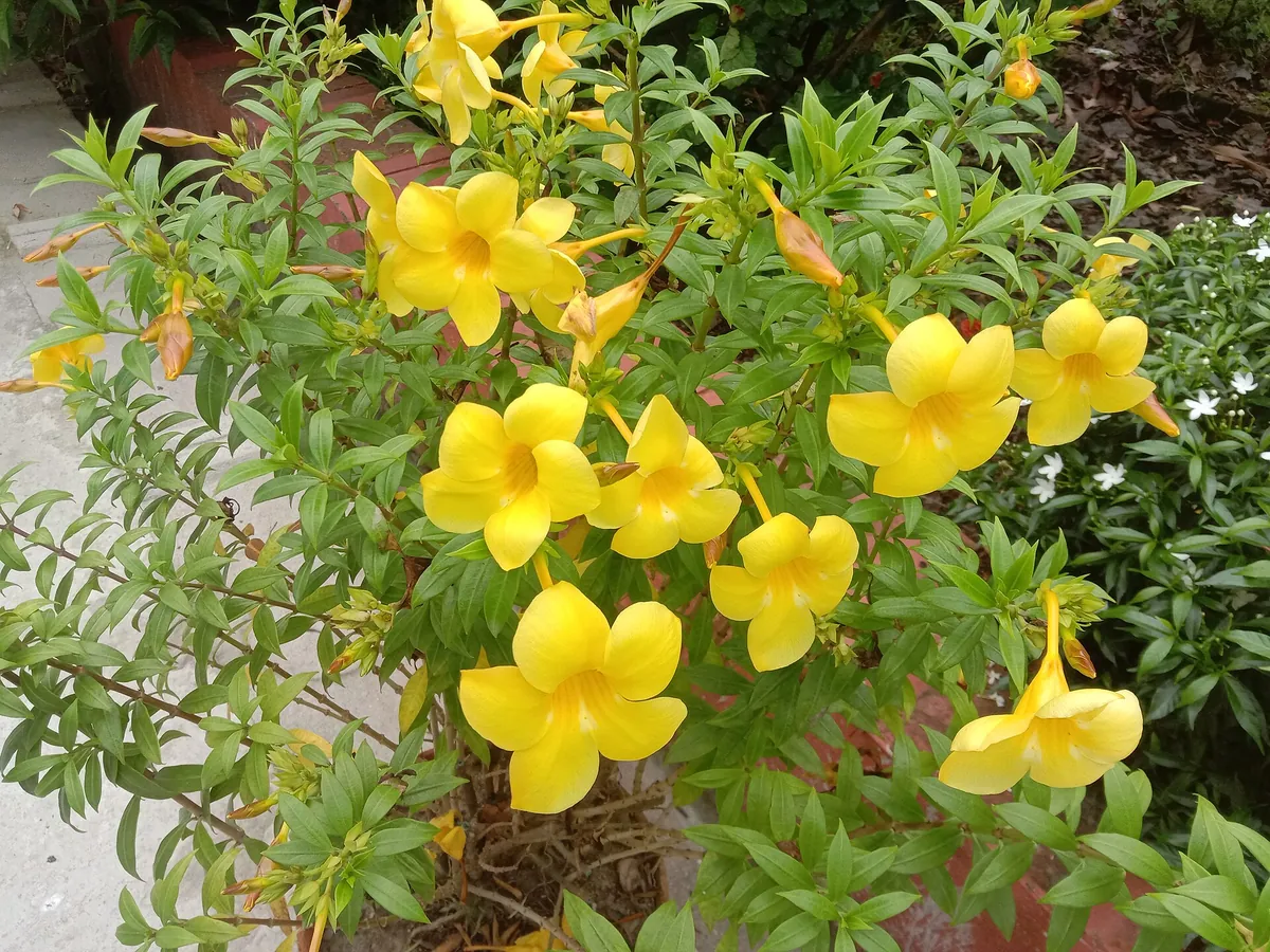 Foto de Alamanda (Allamanda cathartica)