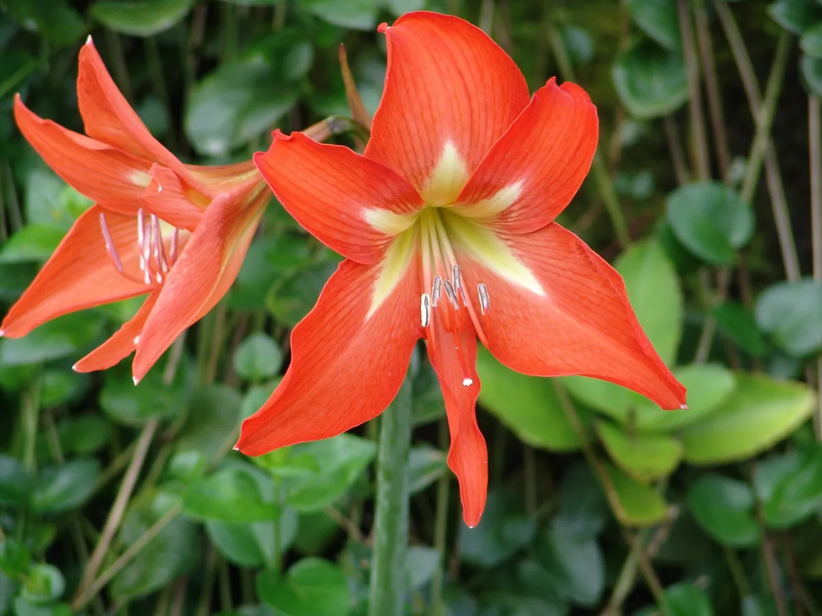 Foto de Amarílis (Hippeastrum spp. (principalmente híbridos de Hippeastrum × hybridum))