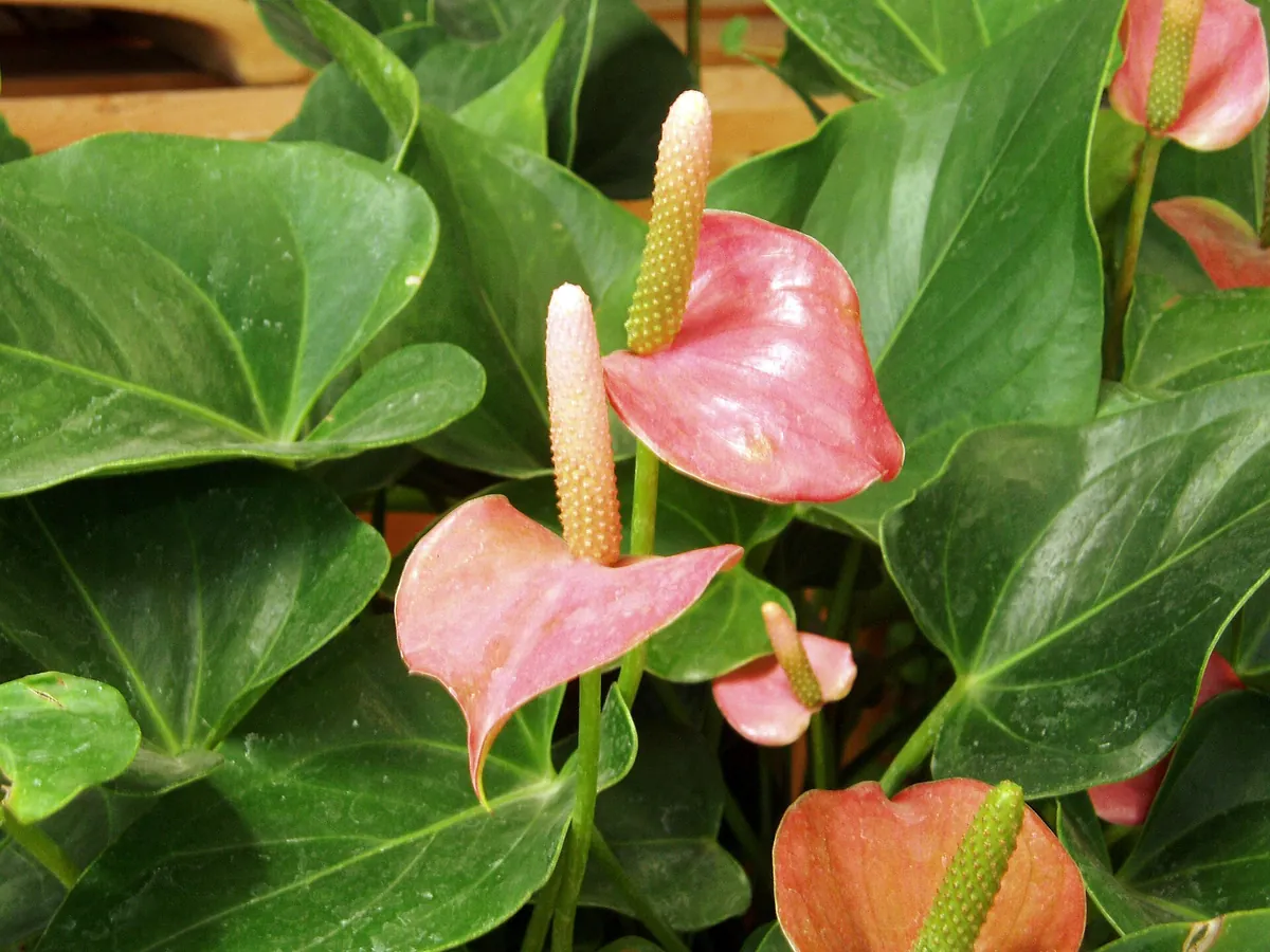 Foto de Antúrio (Anthurium andraeanum (e híbridos))