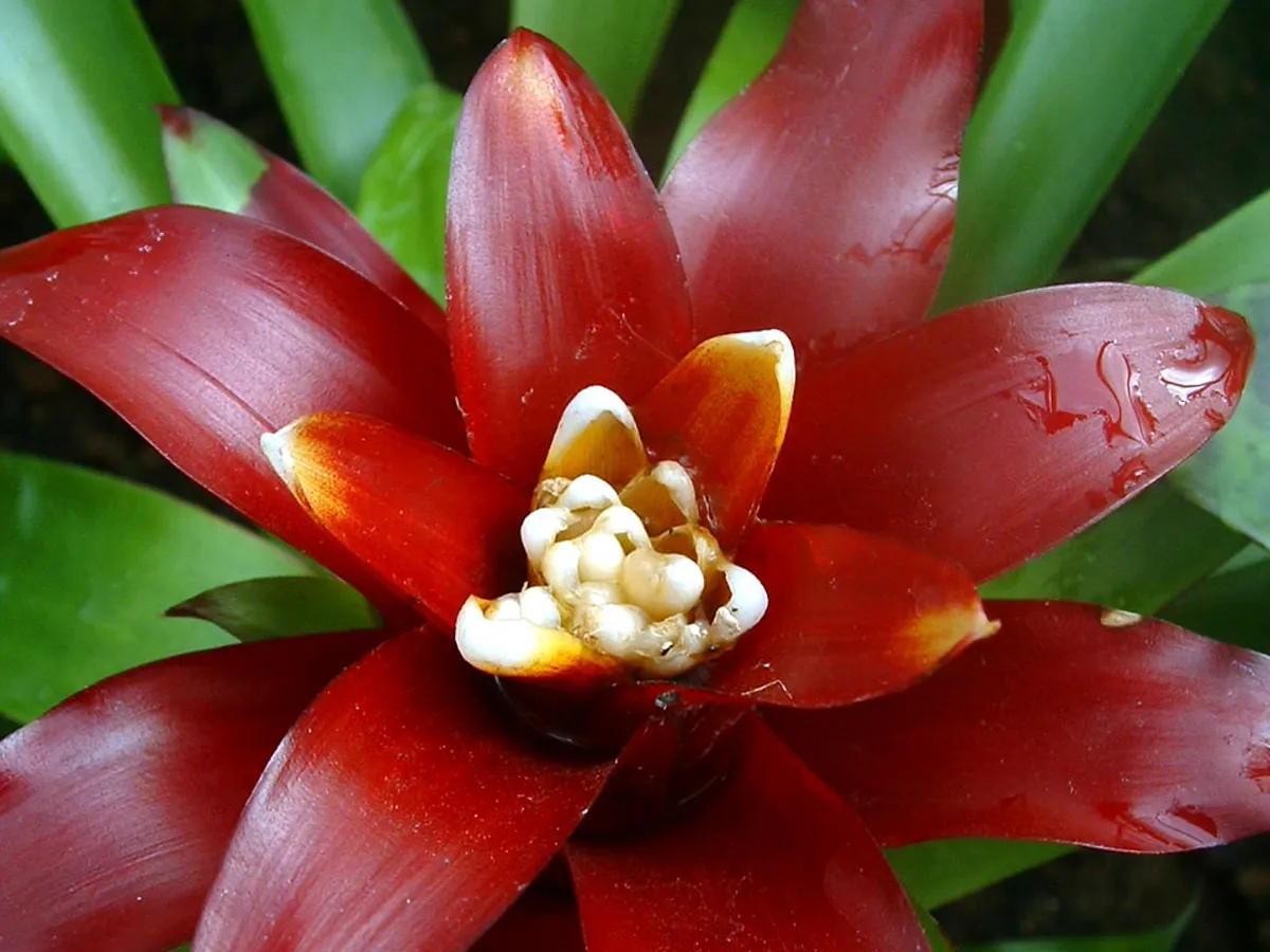 Foto de Bromélia (Aechmea, Guzmania, Vriesea, Neoregelia e outros gêneros)