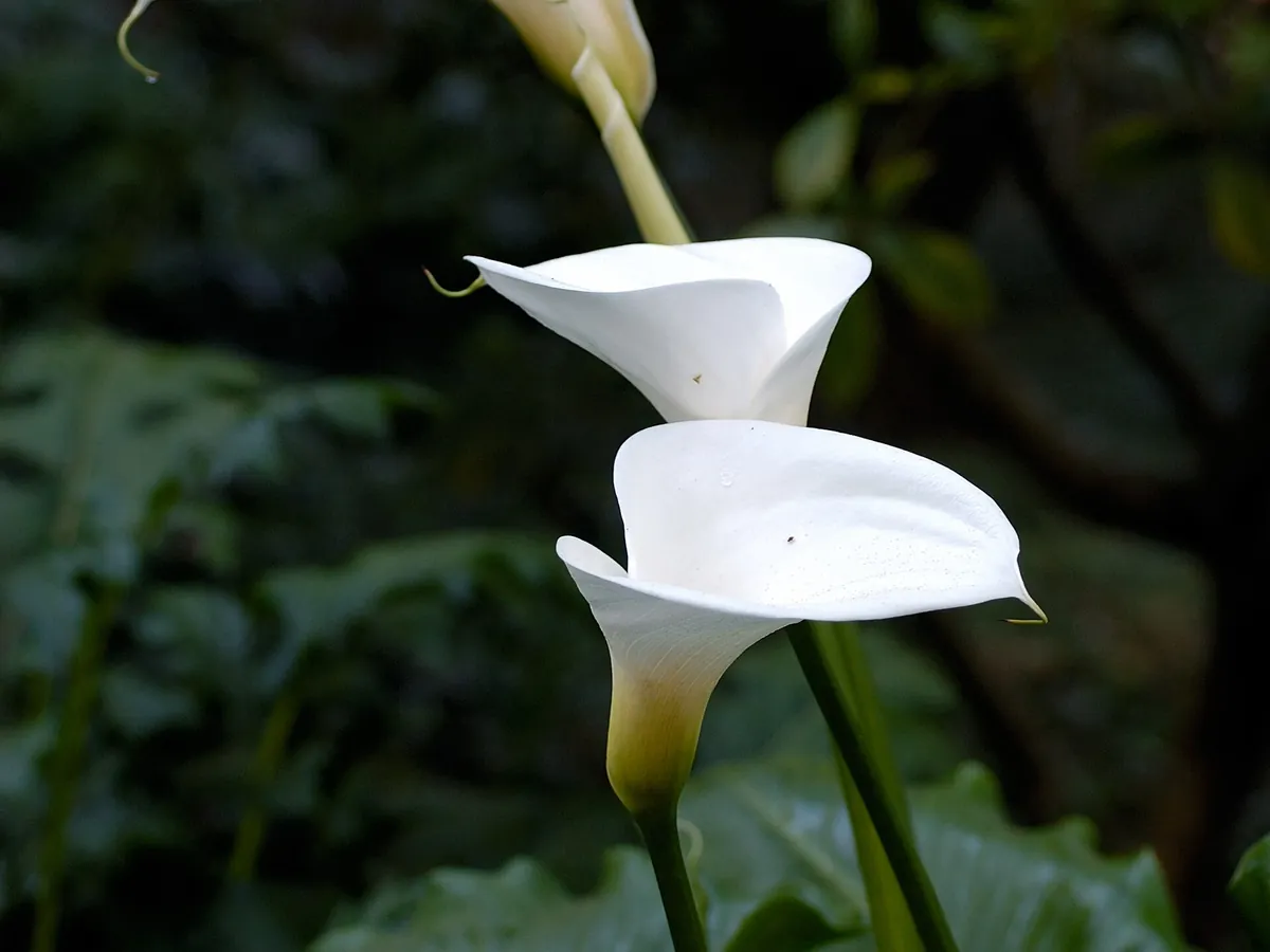 Foto de Copo-de-leite (Zantedeschia aethiopica)