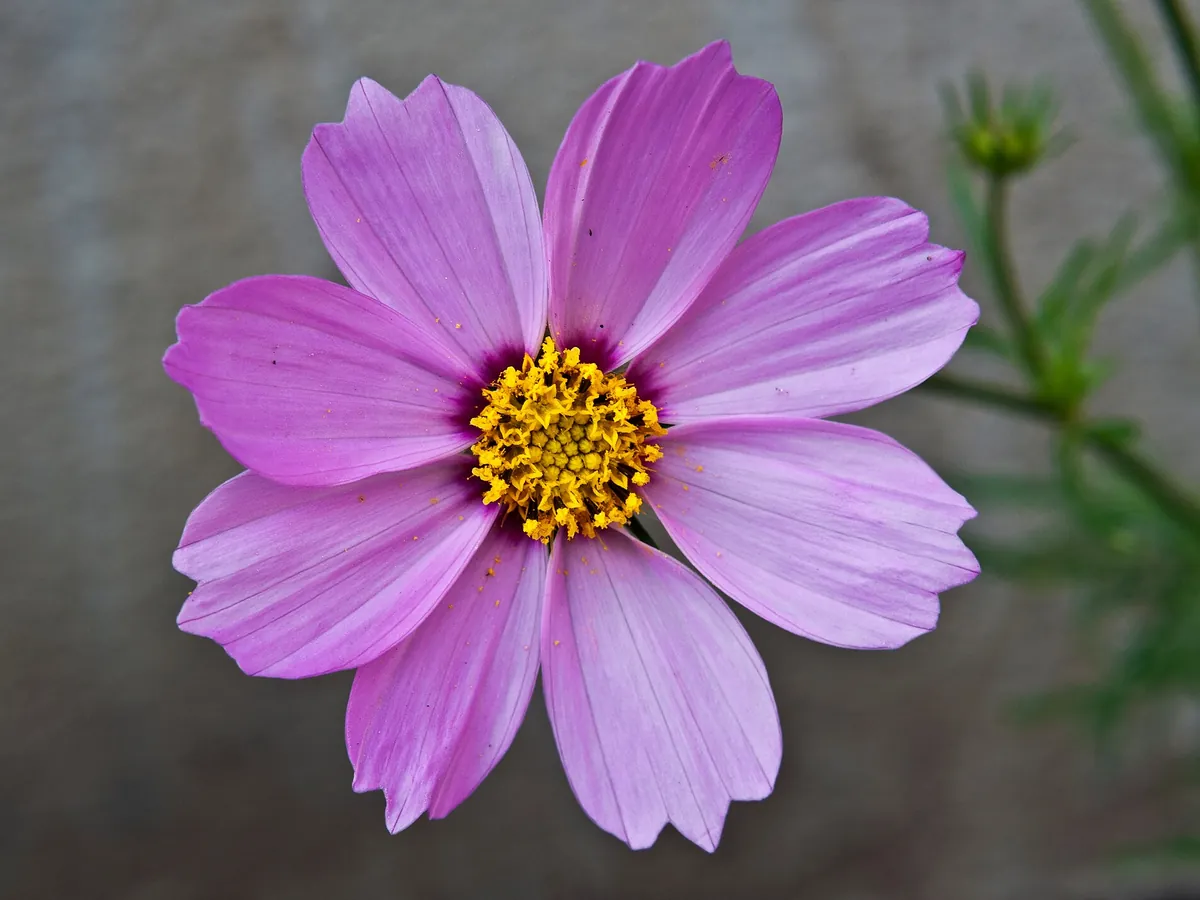 Foto de Cosmos (Cosmos bipinnatus e Cosmos sulphureus)