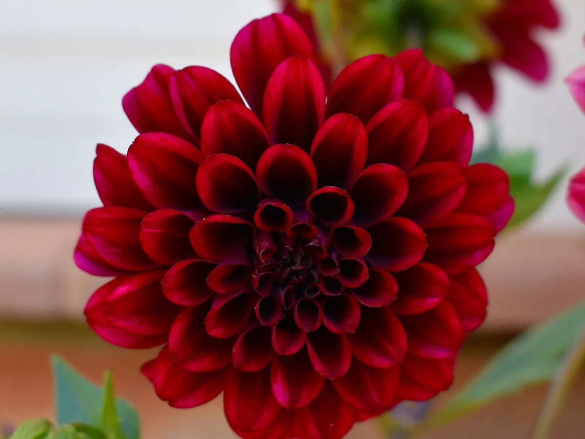 Foto de Dália (Dahlia × hortensis (híbridos de Dahlia pinnata e outras espécies))