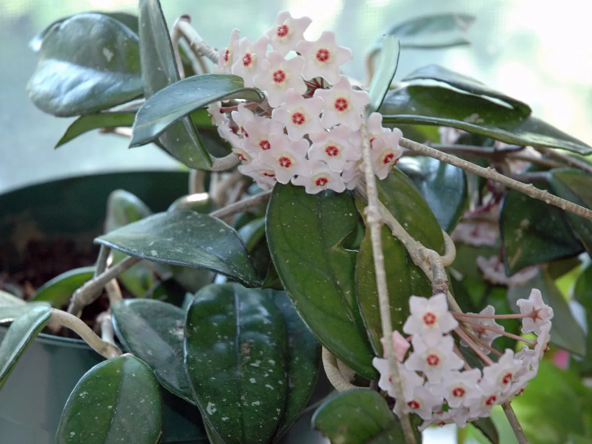 Foto de Flor-de-cera (Hoya carnosa)
