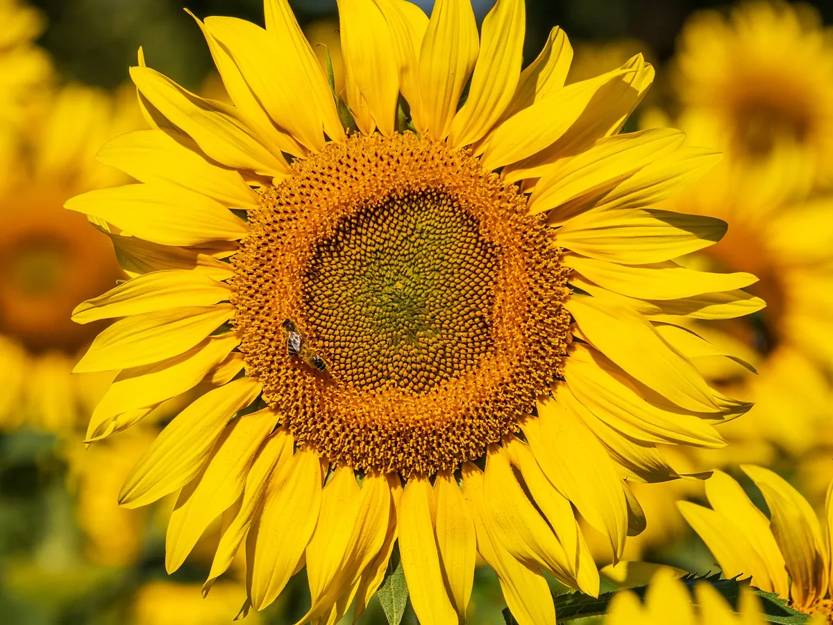 Foto de Girassol (Helianthus annuus)