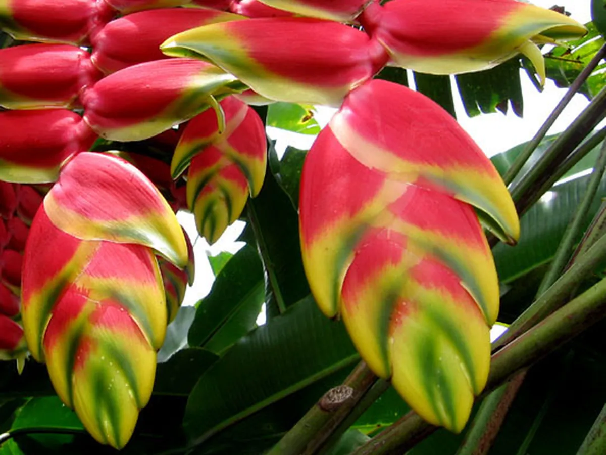 Foto de Helicônia (Heliconia spp.)
