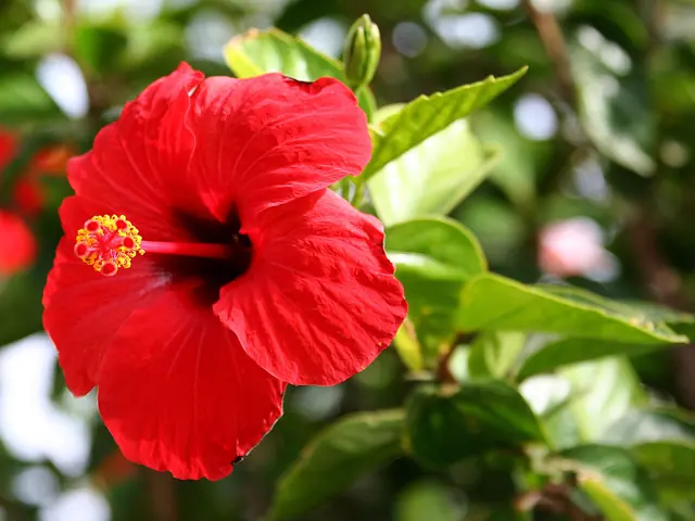 Foto de Hibisco
