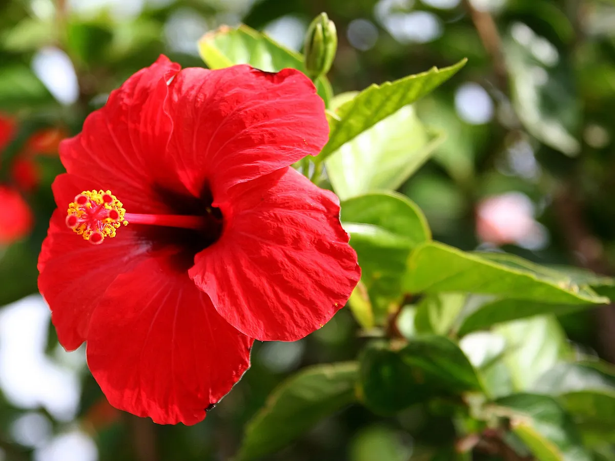 Foto de Hibisco (Hibiscus rosa-sinensis)