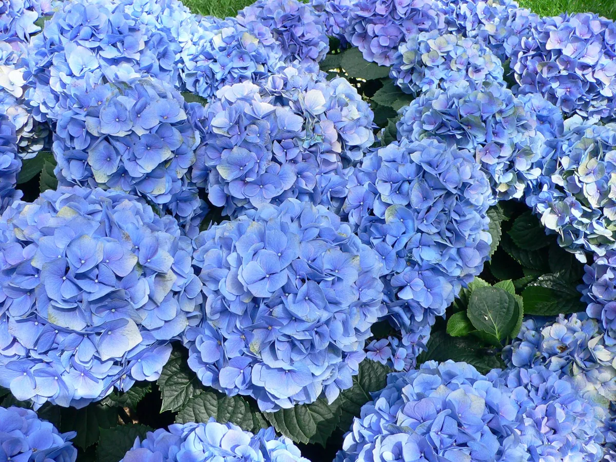 Foto de Hortênsia (Hydrangea macrophylla)