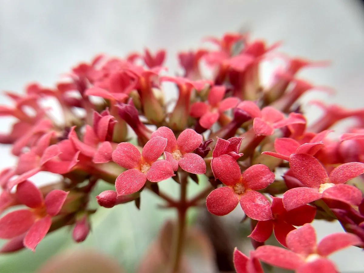 Foto de Kalanchoe (Kalanchoe blossfeldiana)