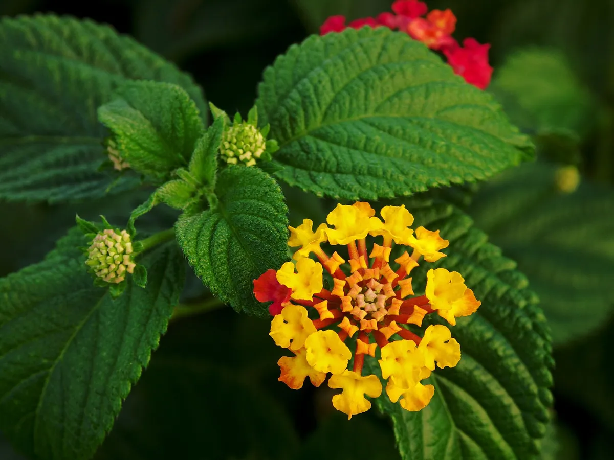 Foto de Lantana (Lantana camara)