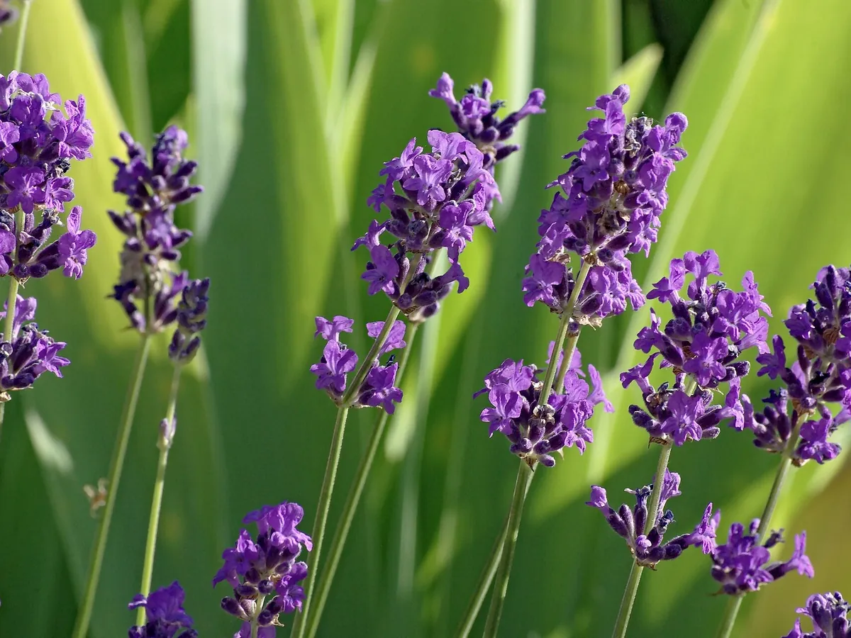 Foto de Lavanda (Lavandula spp. (L. dentata, L. angustifolia, L. stoechas e híbridos como L. × intermedia))