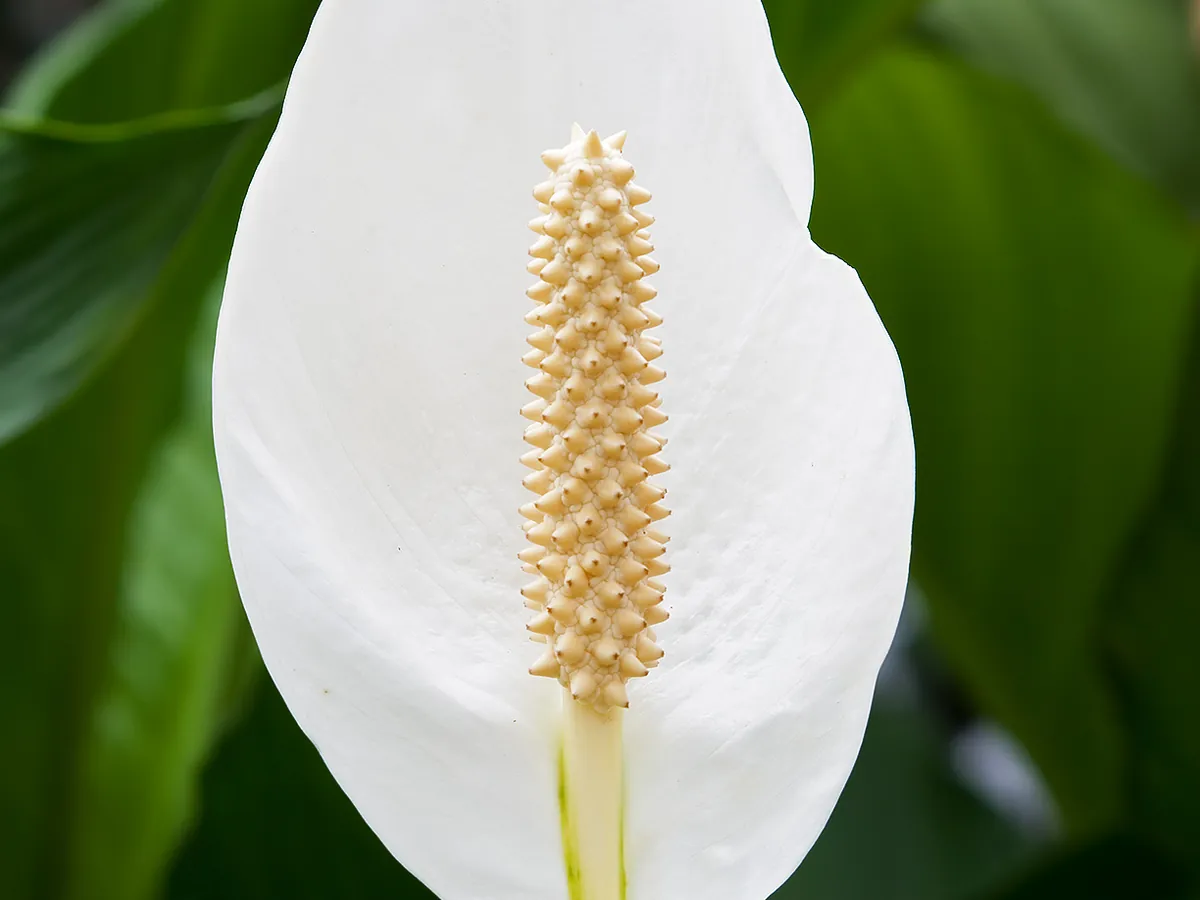 Foto de Lírio-da-paz (Spathiphyllum wallisii (e híbridos de Spathiphyllum))