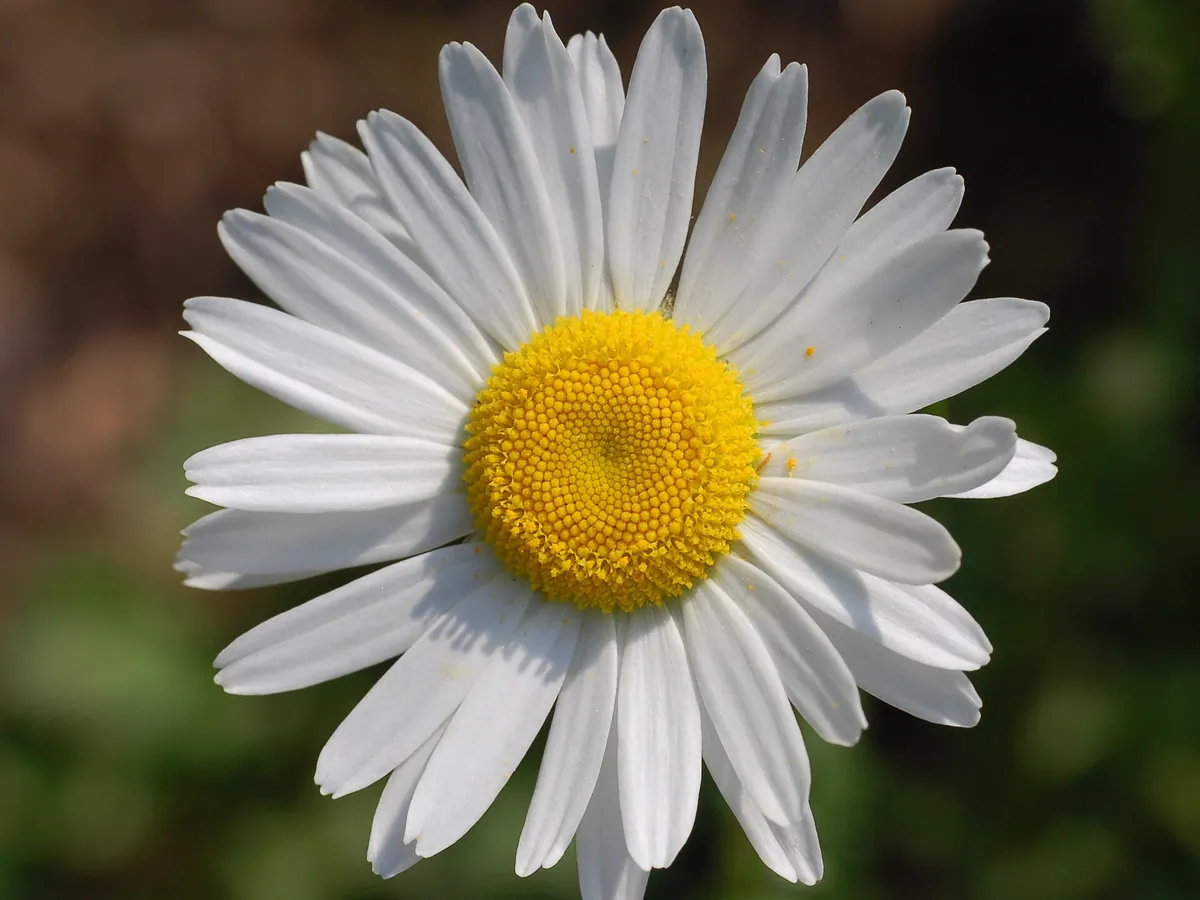Foto de Margarida (Leucanthemum spp. (L. vulgare e L. × superbum); também Argyranthemum frutescens (margarida-arbustiva))