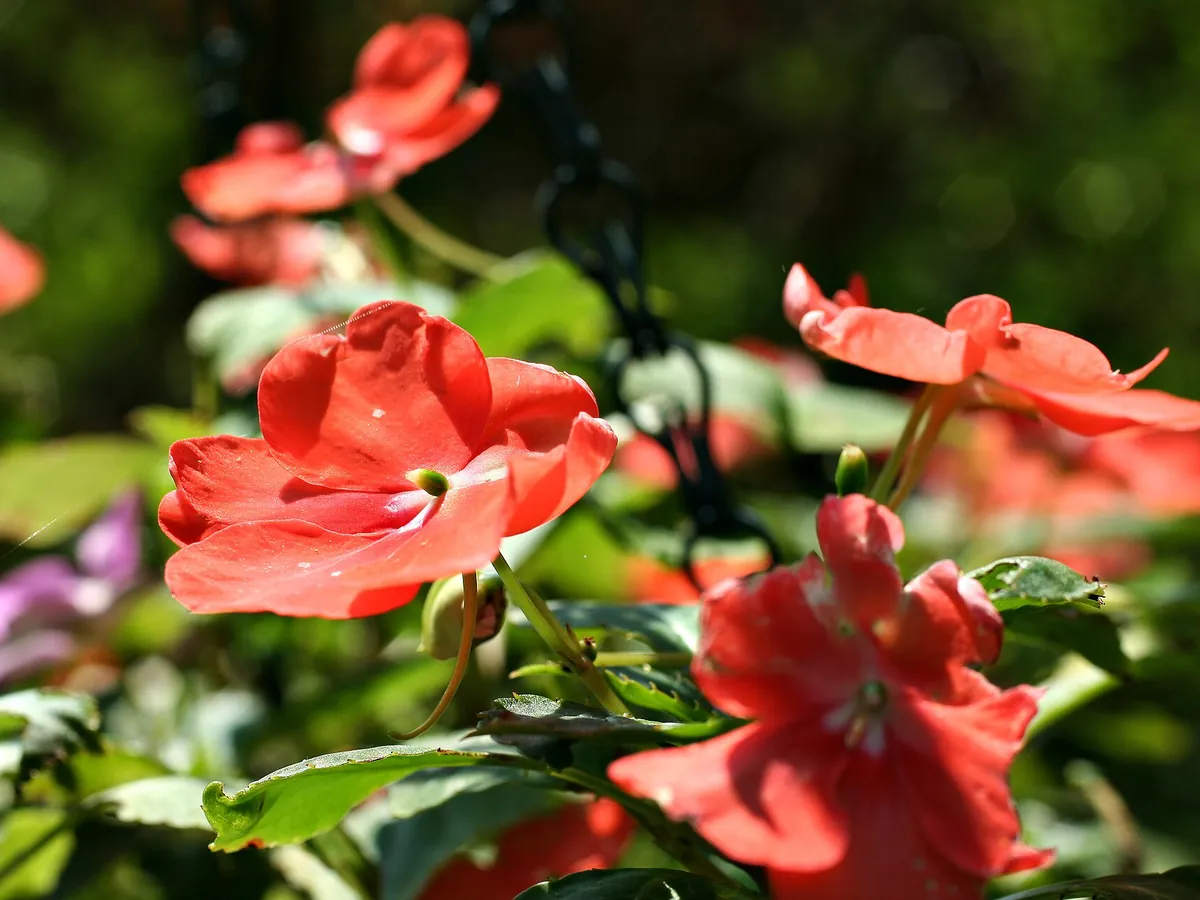 Foto de Maria-sem-vergonha (Impatiens walleriana)