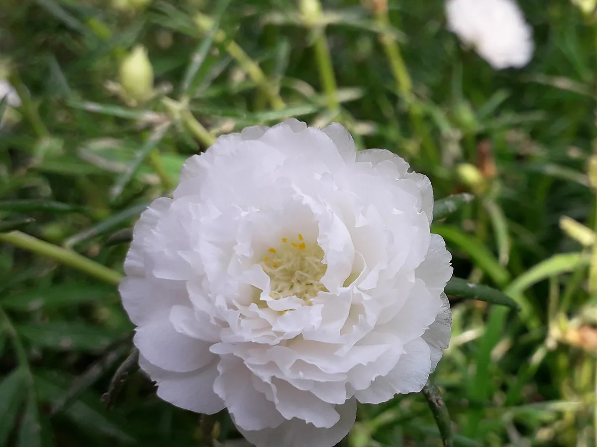 Foto de Onze-horas (Portulaca grandiflora)