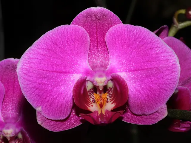 Foto de Orquídea Phalaenopsis
