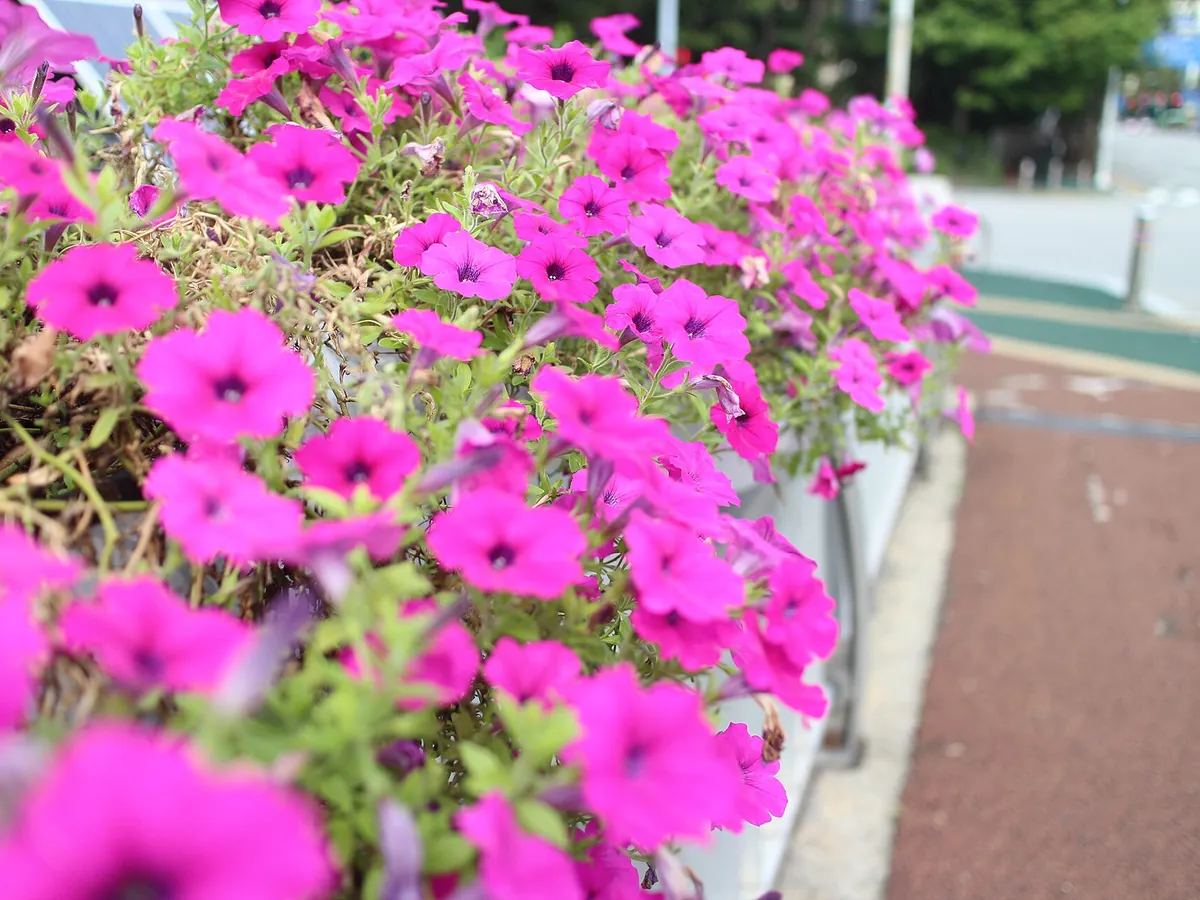 Foto de Petúnia (Petunia × hybrida)