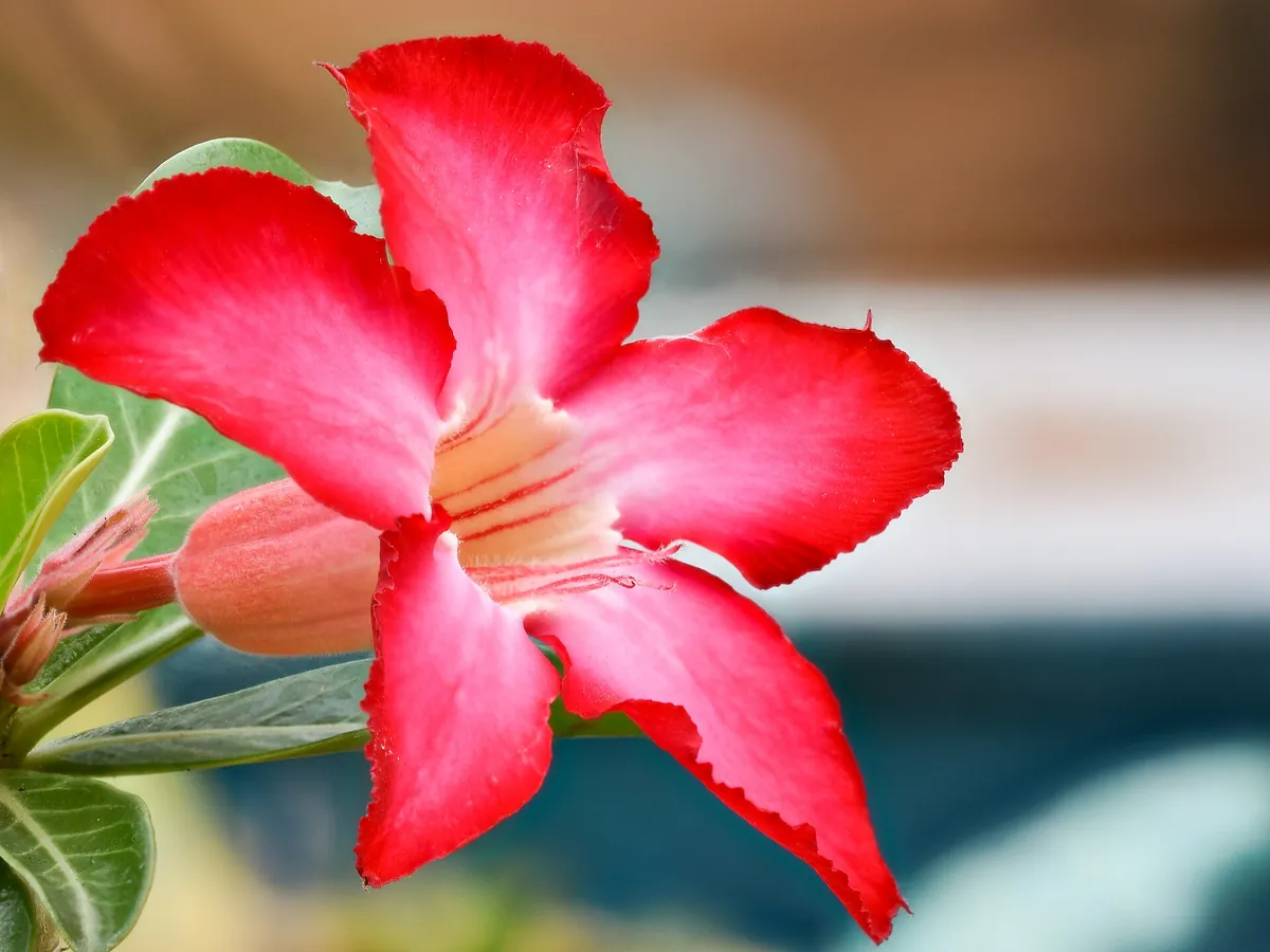 Foto de Rosa-do-deserto (Adenium obesum)